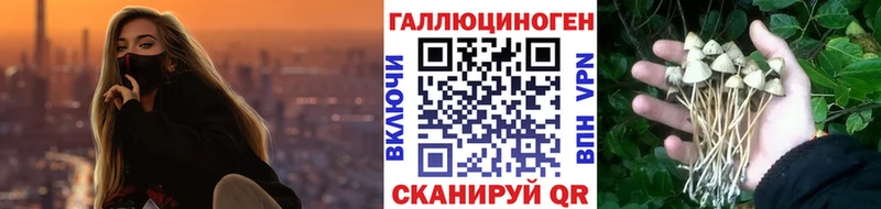 что такое Кедровый Псилоцибиновые грибы Psilocybine cubensis